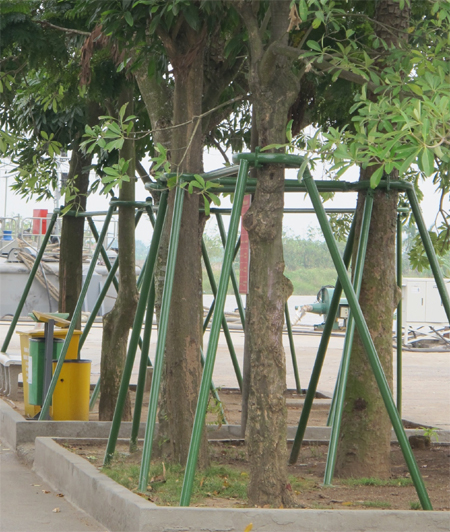 “Khóa cây” chống bão