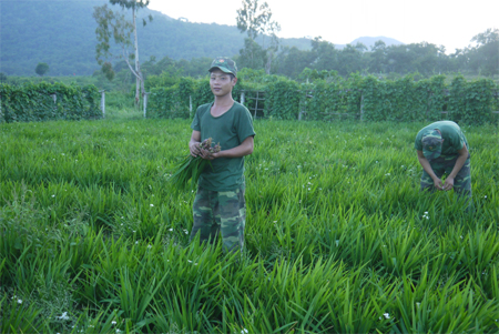 Trà sâm của Trung đoàn 1