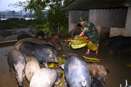 Nuôi lợn rừng ở đảo