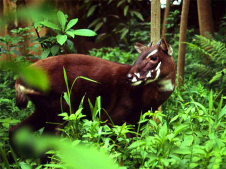 7.368 tỷ đồng xây dựng Công viên động vật hoang dã tại Ninh Bình