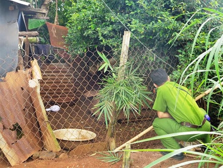 Đắk Lắk: Trộm ngan bị thiệt mạng vì dính bẫy điện