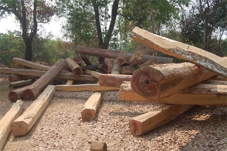 Gia Lai: Phát hiện bãi gỗ lậu tập kết ở Ia Krái