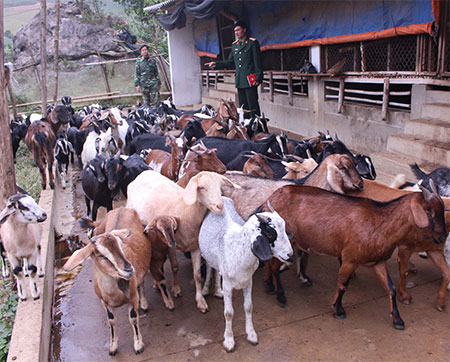 Chuyện nuôi dê trong lũng núi