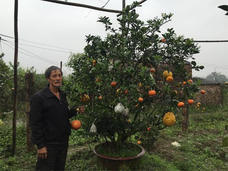 Vườn cây độc nhất vô nhị của lão nông Hà Thành