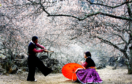 Vui xuân trên cao nguyên Mộc Châu