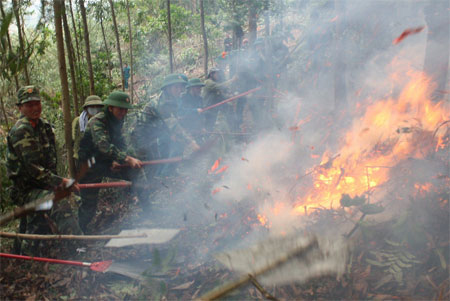 Tăng cường diễn tập... để bảo vệ rừng