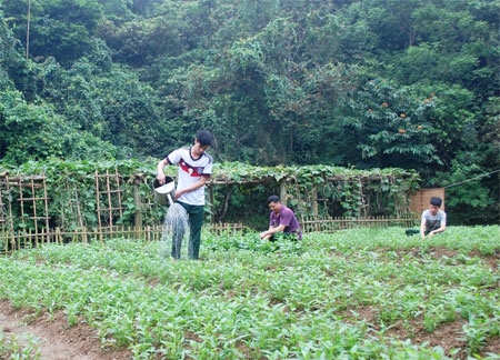 Rau xanh trên công trường