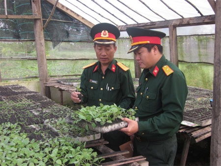 “Giăng màn” cho rau