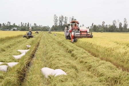 Sản lượng lúa cả năm 2015 đạt hơn 45 triệu tấn