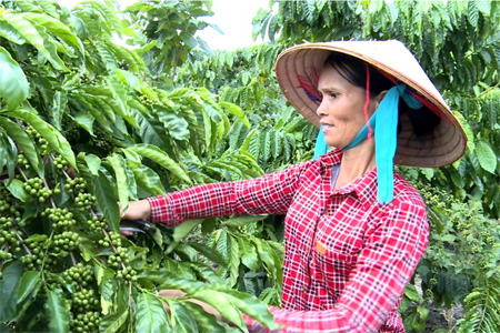 Trong nắng ấm Tây Nguyên...