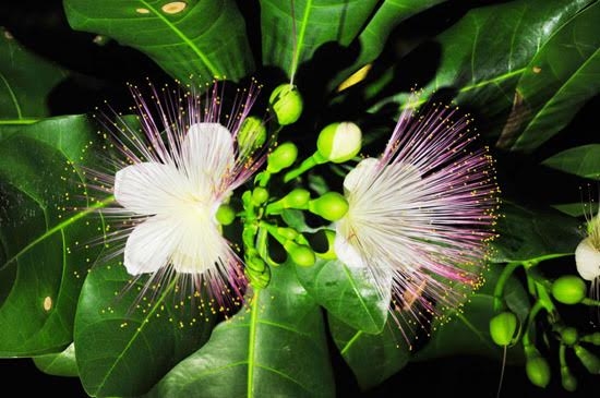 Hoa bàng quả vuông là một trong những đặc sản của Trường Sa. Loài hoa này chỉ nở về đêm.