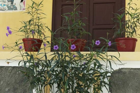 Hoa chiều tím dịu dàng, sâu lắng...