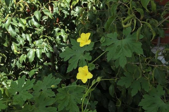 Mùa xuân đến, sức sống của các loài thực vật ở Trường Sa luôn luôn mãnh liệt, bất chấp el nino kéo dài và không có mưa từ nhiều tháng nay.