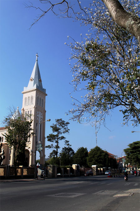 Hoa ban làm Đà Lạt thêm quyến rũ