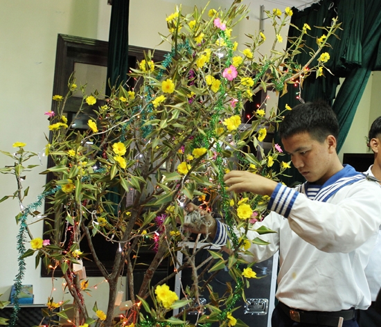 Hoa mai sẽ rực rỡ hơn trong đêm giao thừa vì có thêm hệ thống đèn chiếu nhấp nháy, với nhiều màu sắc.