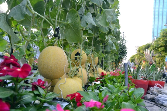 Các loại nông sản nông nghiệp công nghệ cao cũng xuất hiện tại đường hoa năm nay.