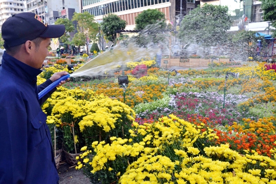 Công nhân phải thường xuyên tưới nước để đảm bảo hoa luôn tươi.