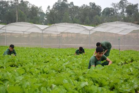 Bài 1: Trồng rau sạch “công nghệ cao”