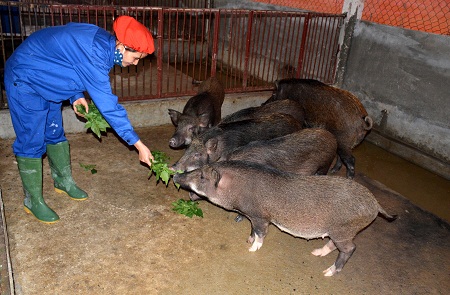 Bài 2: Thịt sạch nhờ chăn nuôi khoa học