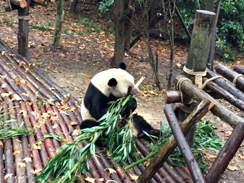 Thăm Cơ sở nghiên cứu và gây giống gấu trúc lớn Thành Đô, Trung Quốc