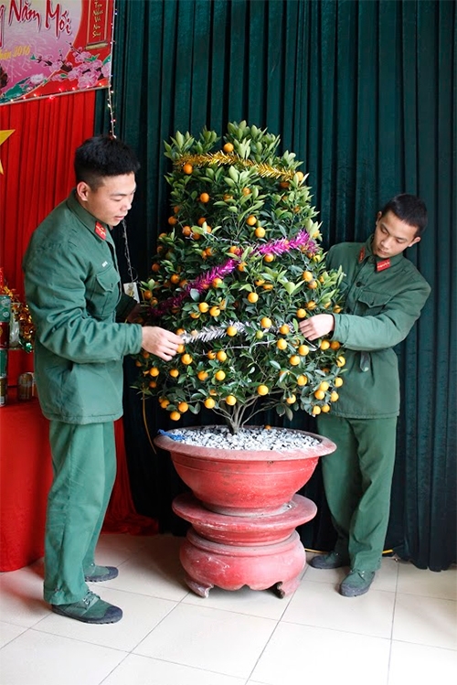 Sửa sang lại cây quất.