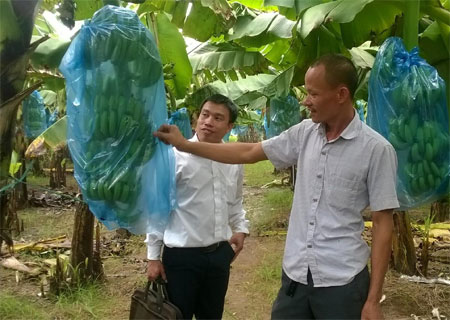 Tỷ phú chuối tiêu hồng đất Khoái Châu