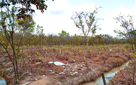 Hạn, mặn bất thường ảnh hưởng lớn đến sản xuất nông nghiệp