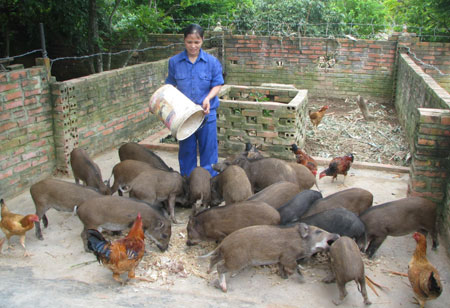 Vợ chồng đồng lòng vượt khó