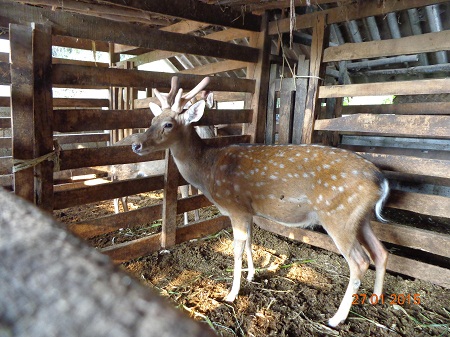 Hương Sơn, mùa cắt lộc