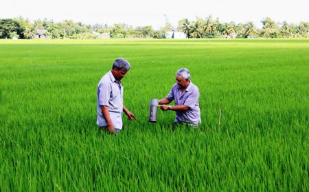 Cấy lúa tiết kiệm nước ở Bạc Liêu