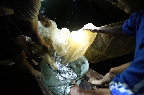 Những mẻ cá tép dầu đầu tiên đưa lên.