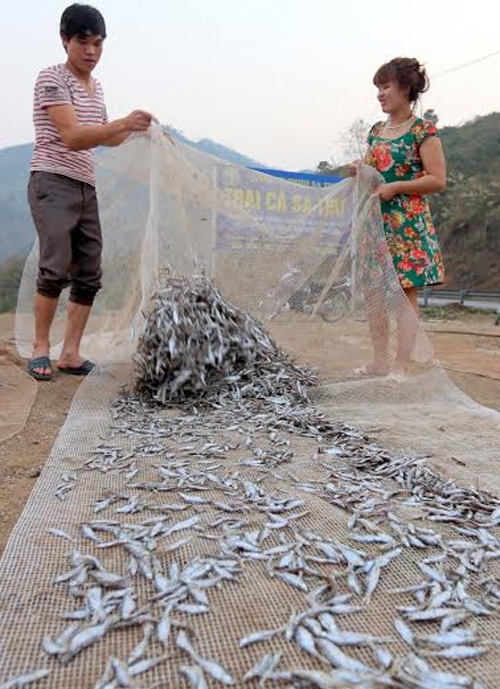 Hai vợ chồng trẻ ở bản Pá Uôn phơi cá tép dầu.