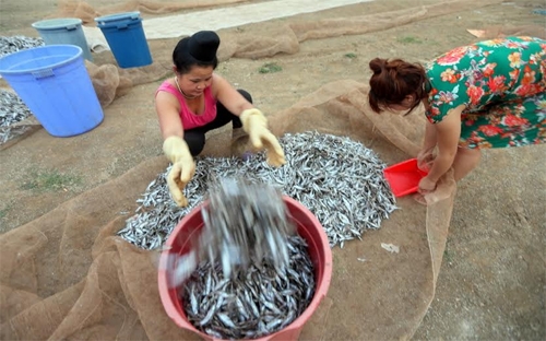 Niềm vui thu hoạch cá.