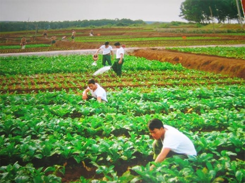 Tích cực tăng gia sản xuất cải thiện đời sống.