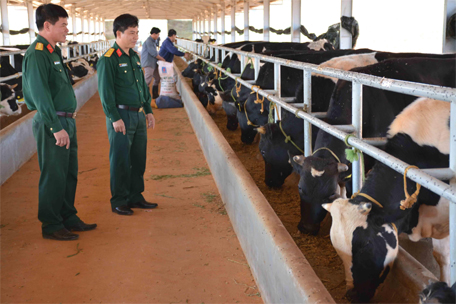 Chuyển đổi cây trồng vật nuôi để vượt khó