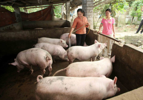 NÔNG DÂN GIÚP NHAU CÙNG PHÁT TRIỂN
