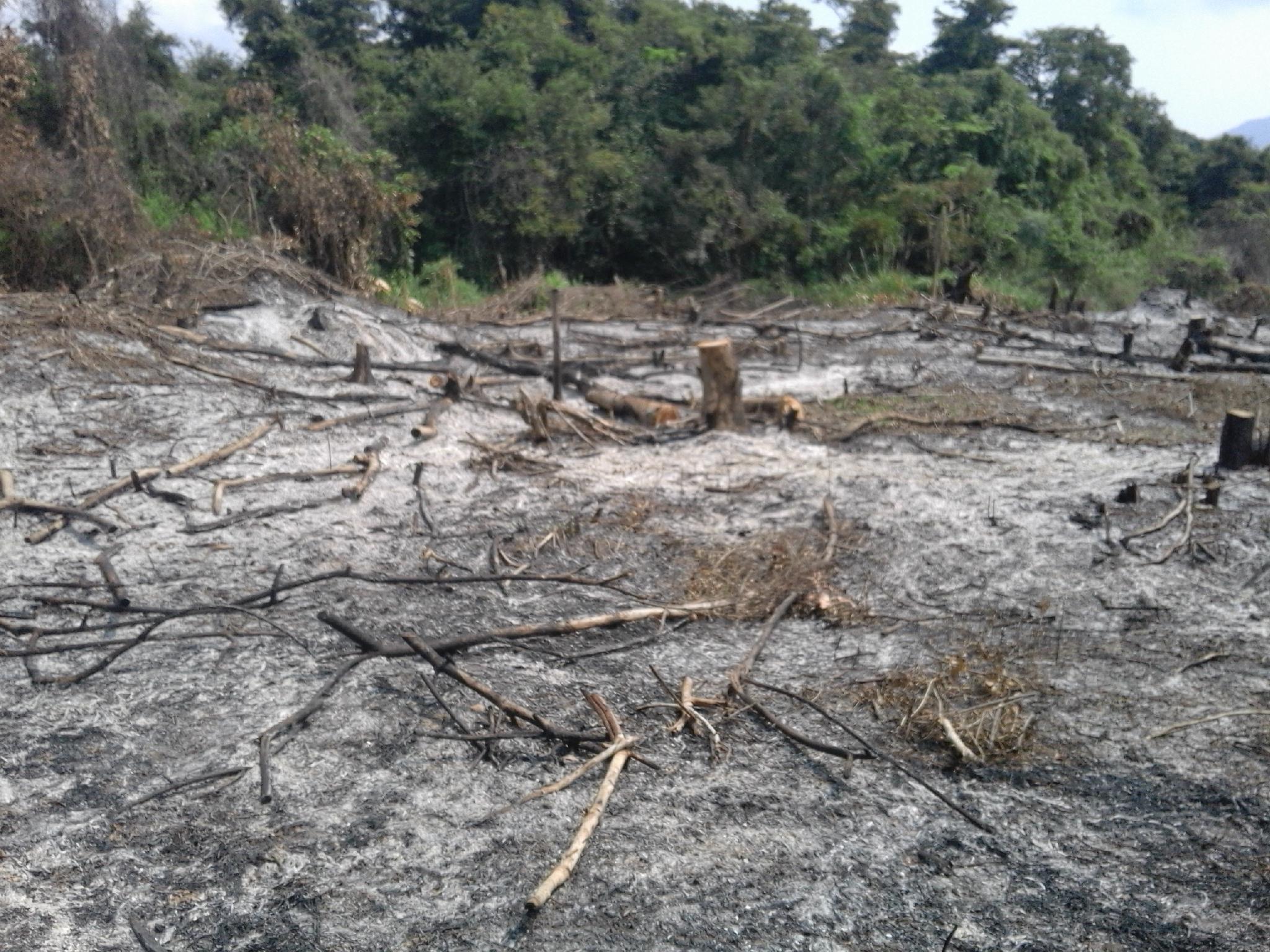 Rừng Ninh Sơn kêu cứu