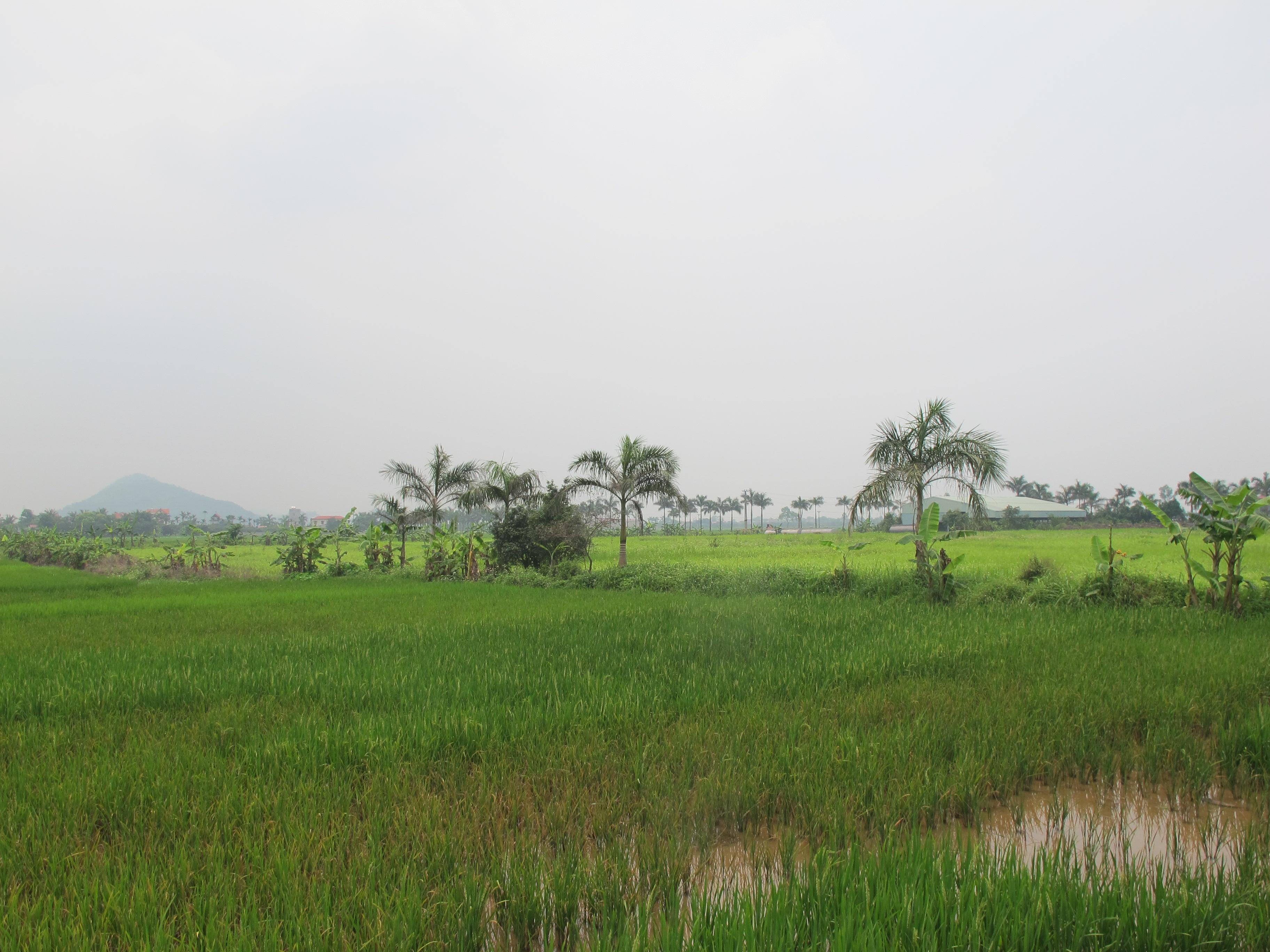 Bản án có hiệu lực, gần 5 năm chưa được thi hành