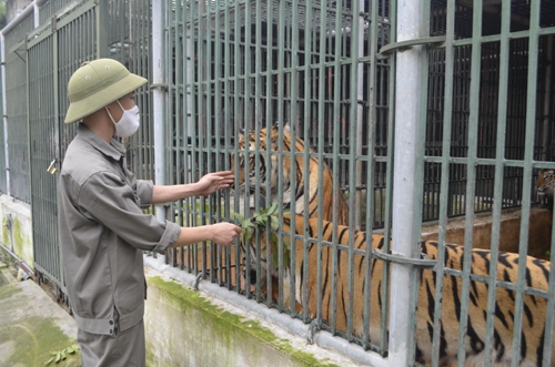BẢO VỆ ĐỘNG VẬT HOANG DÃ