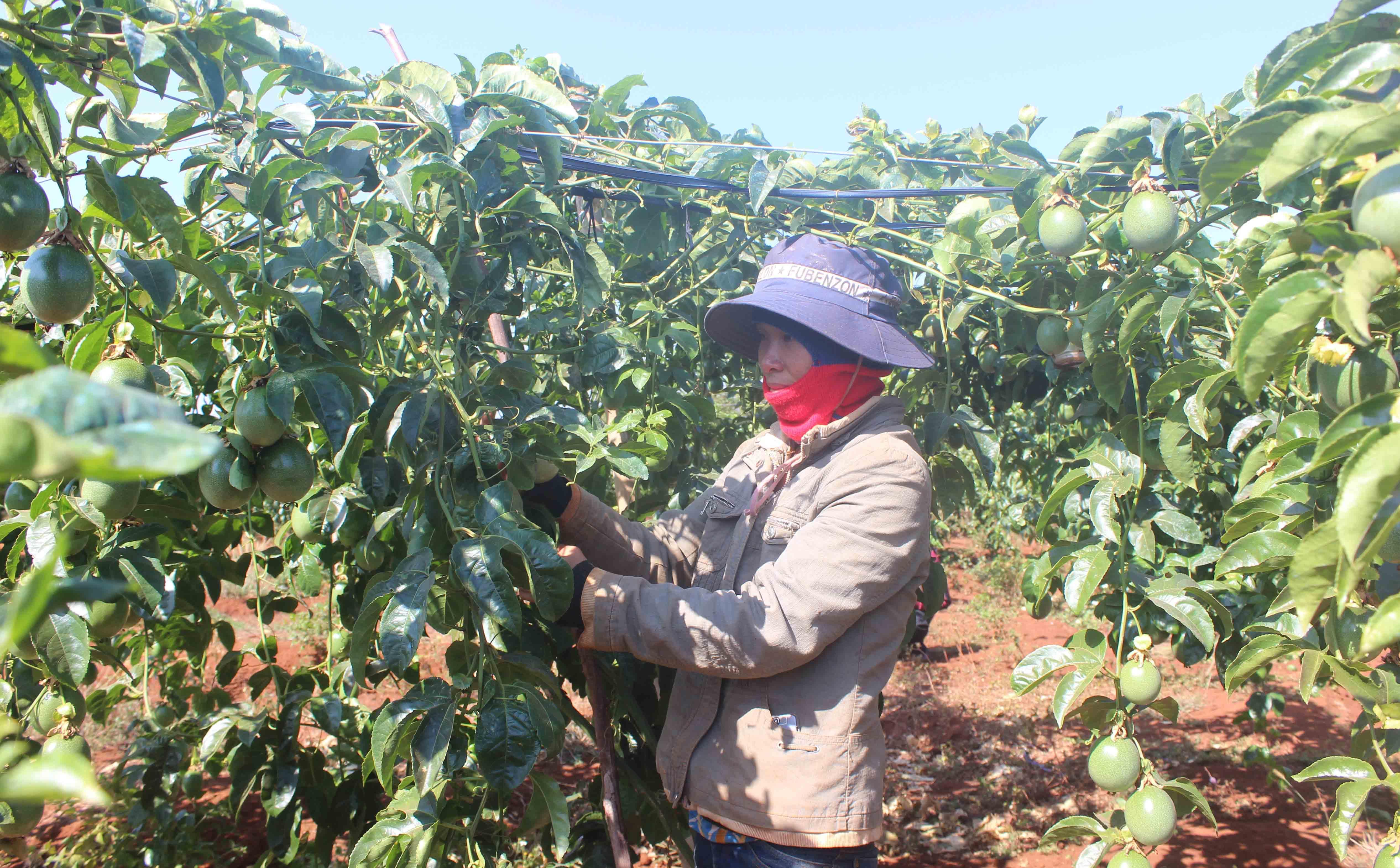 Nhiều rủi ro khi trồng chanh dây tự phát