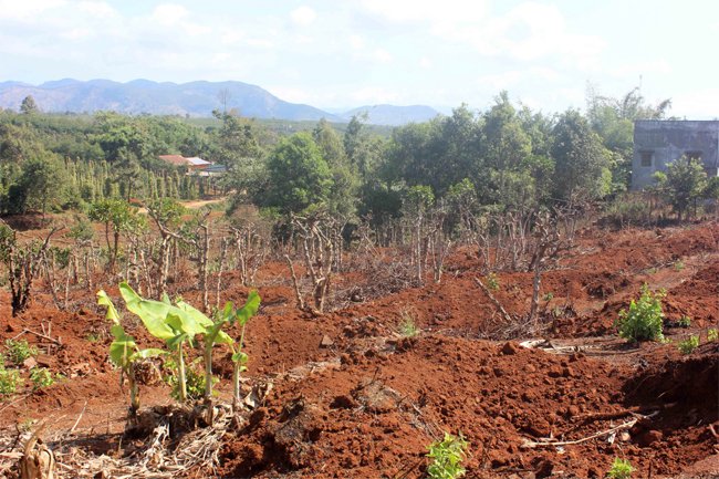 Nhiều rủi ro khi trồng chanh dây tự phát