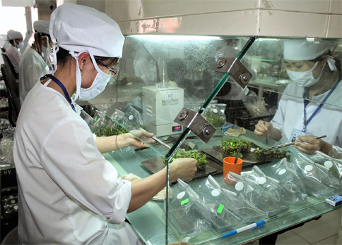 Nông nghiệp công nghệ cao là khâu đột phá
