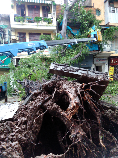 Hà Nội: Nhiều cây ngã đổ do gió bão, giao thông bị ảnh hưởng nghiêm trọng