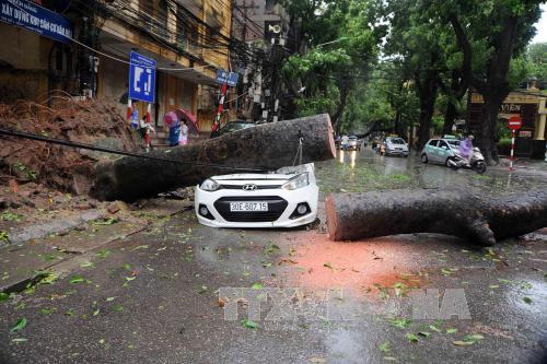 Bão số 1 gây thiệt hại ở nhiều địa phương