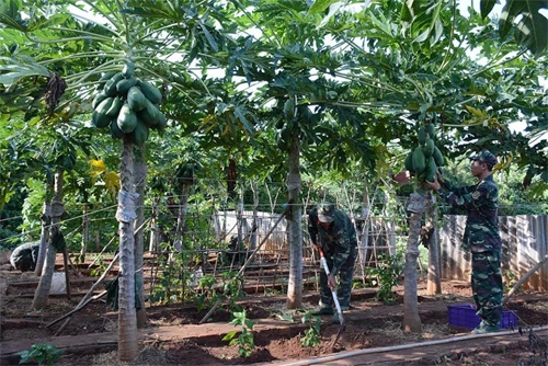 Vườn đu đủ trĩu quả của Đại đội 6 (Ban CHQS huyện Phú Quý) là mô hình tiêu biểu trong tăng gia sản xuất của lực lượng vũ trang.