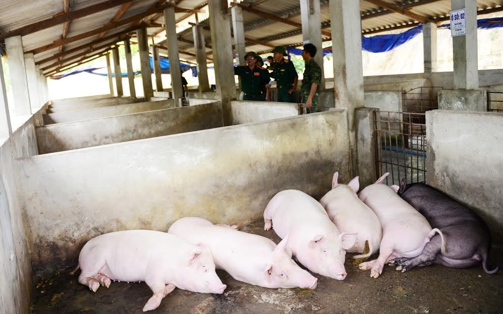 Chấm điểm khu chăn nuôi.