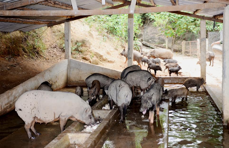 Lợn rừng do cán bộ, chiến sĩ Lữ đoàn 74 nuôi.