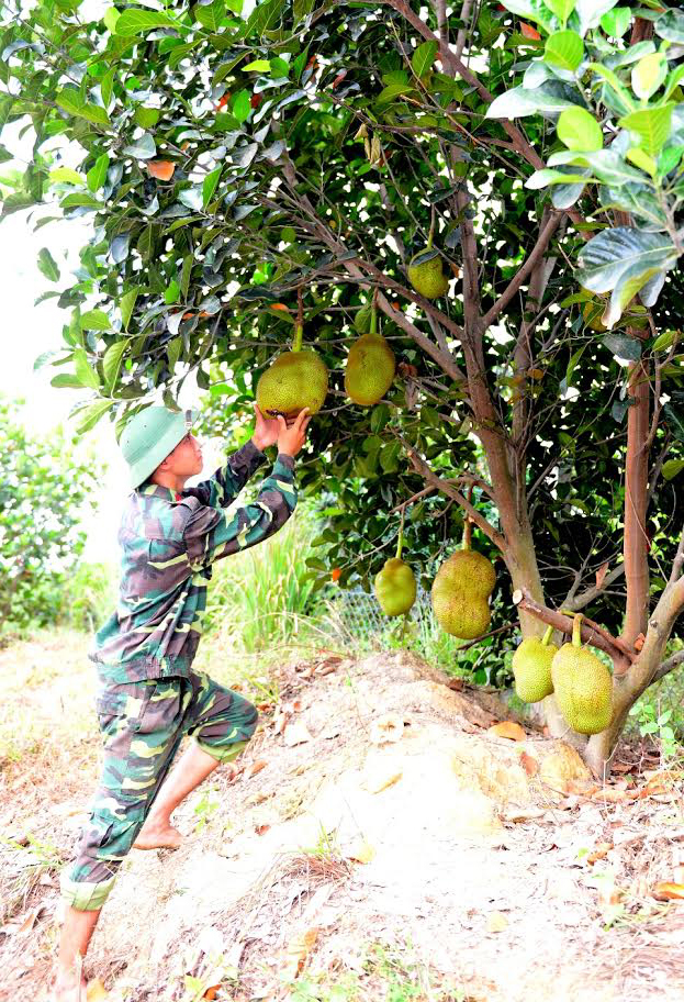 Vụ đầu mùa sai quả (vườn mít tại khu tăng gia).
