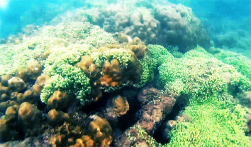 Lặn “phủi”, ngắm san hô ở Cồn Cỏ
