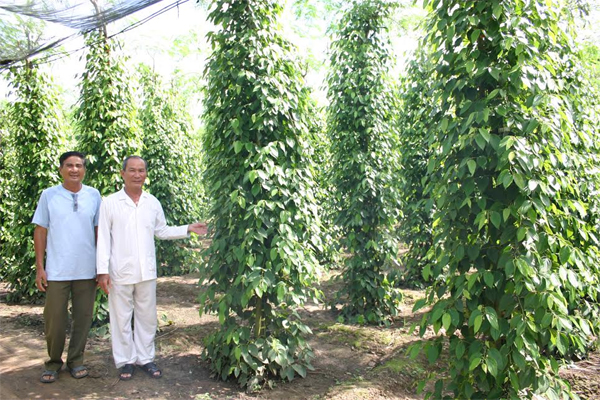 Vượt khó làm giàu và tấm lòng nhân ái
